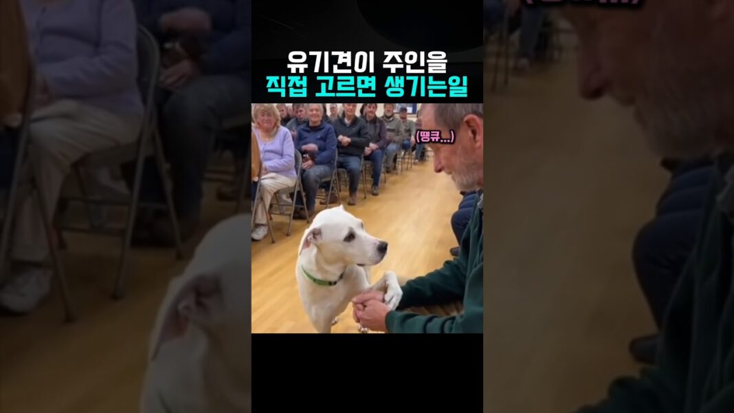 기적이 현실로: 유기견이 직접 선택한 가족, 감동적인 유기견 입양 이야기